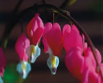Bleeding Hearts