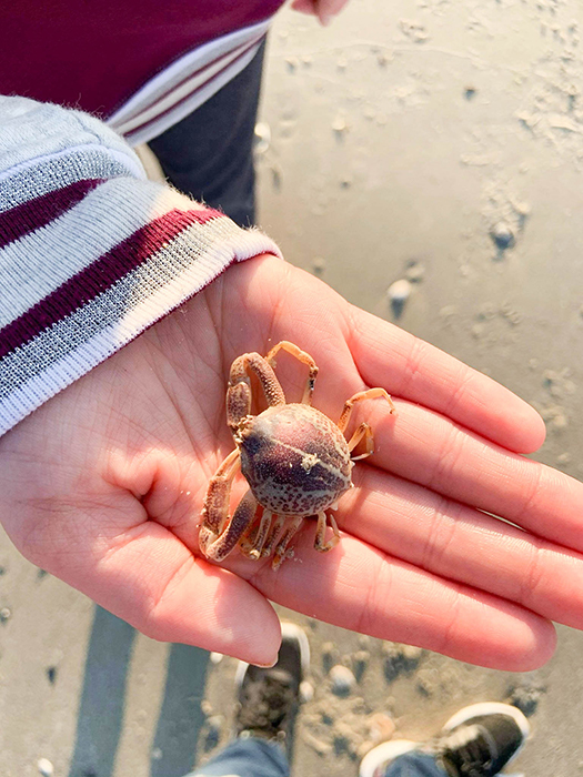 While walking to their beach destination, Jessica's kids found a little crab! 